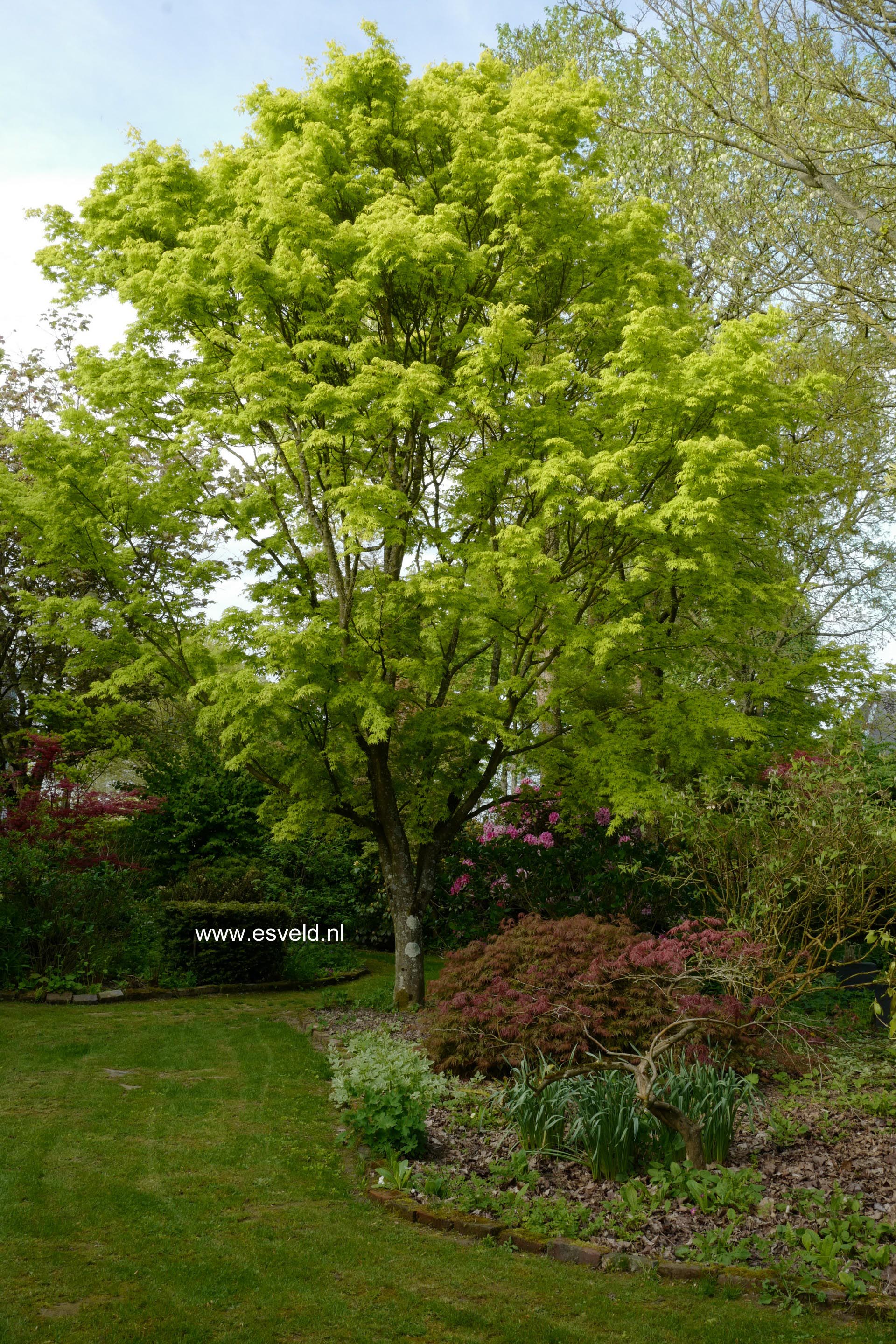 Acer palmatum 'Katsura'