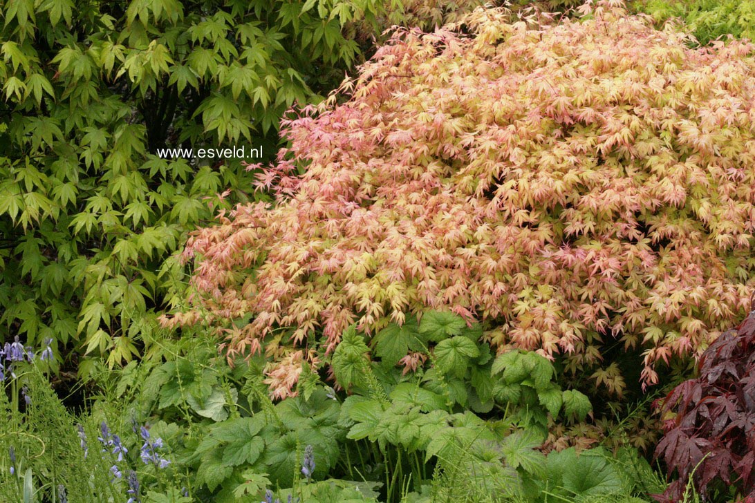 Acer palmatum 'Kawahara Rose'