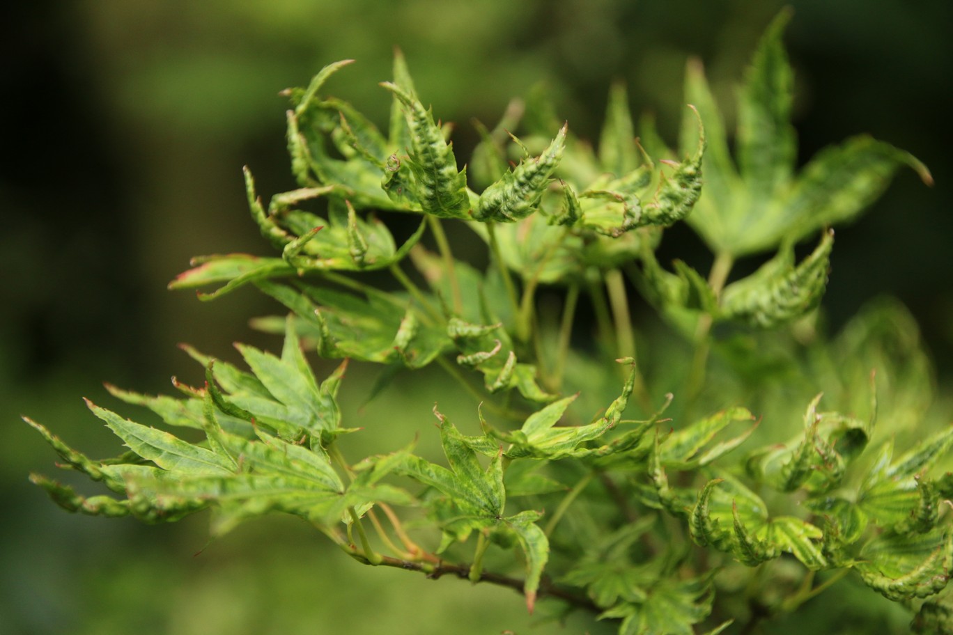 Acer palmatum 'Seiryu'