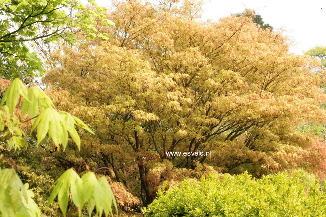 Acer palmatum 'Villa Taranto'
