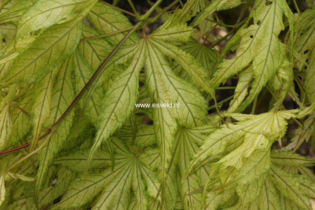 Acer palmatum 'Will's Devine'