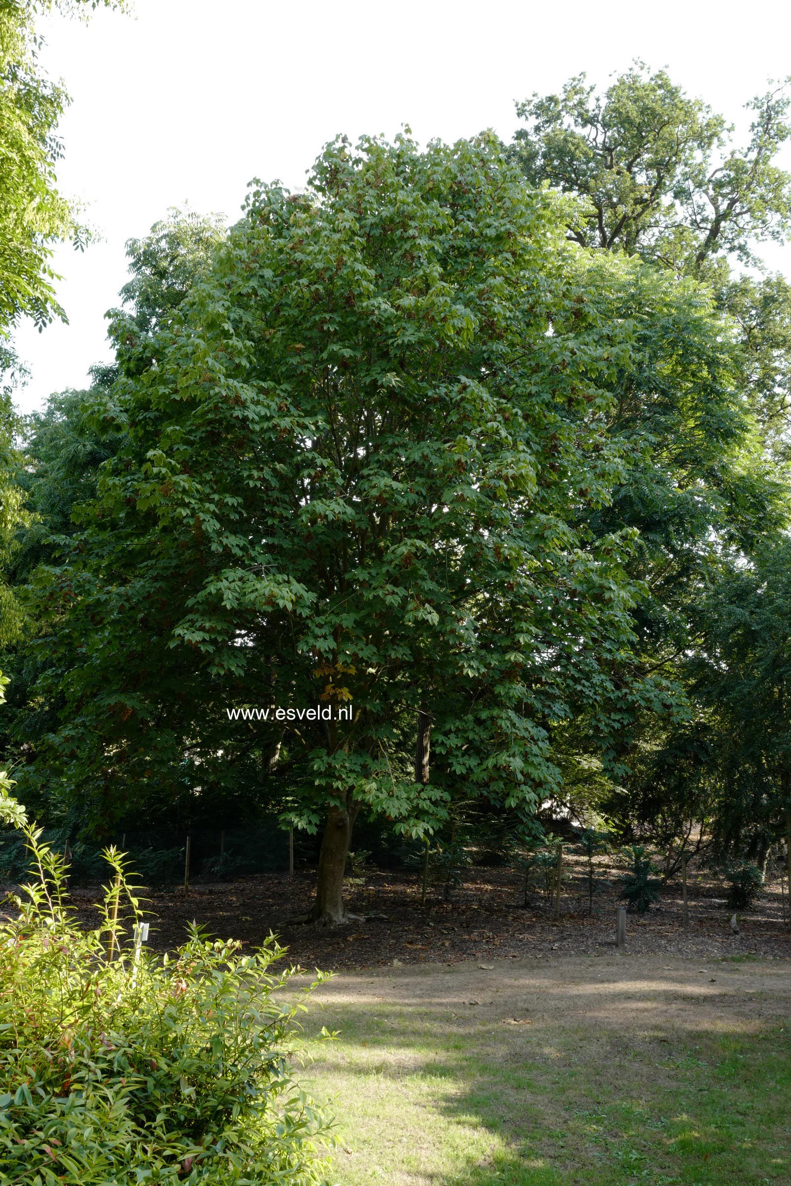 Acer sterculiaceum