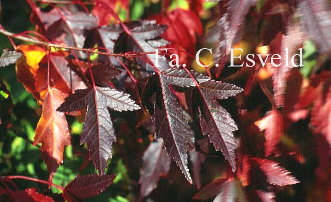 Acer tataricum