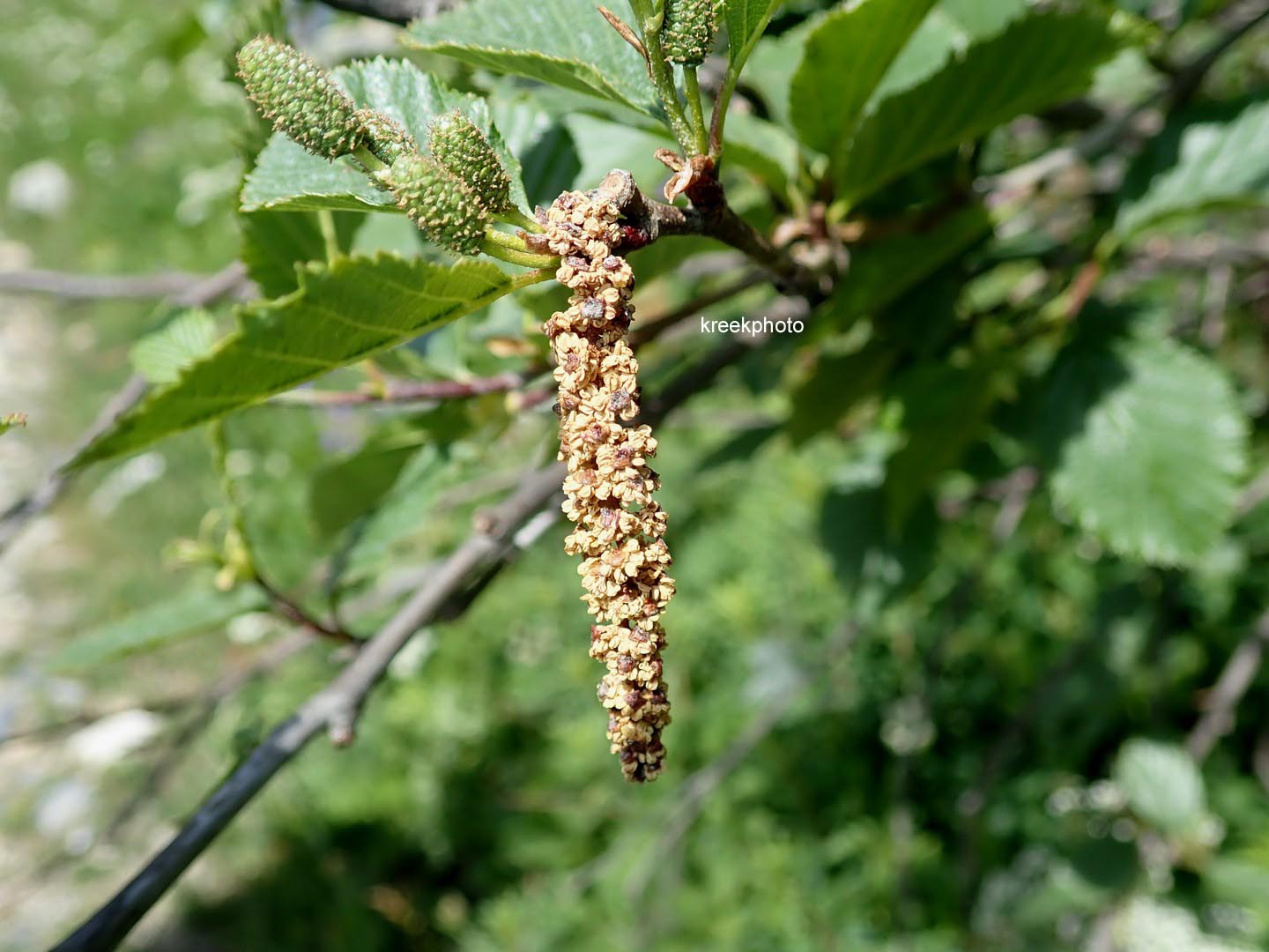 Alnus viridis