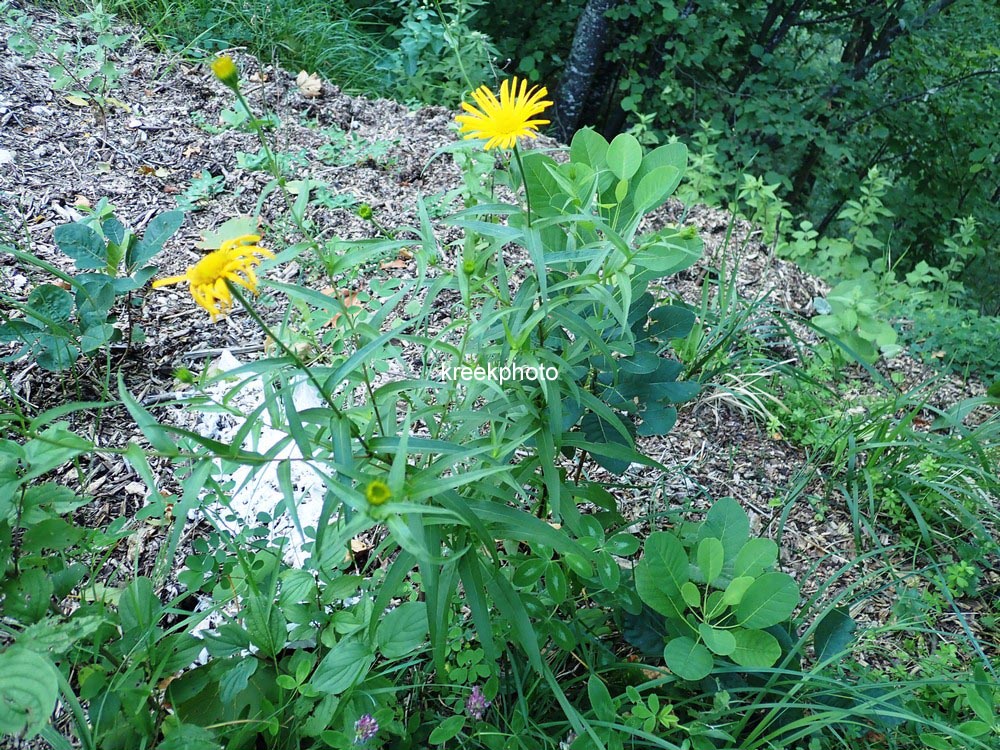 Buphthalmum salicifolium