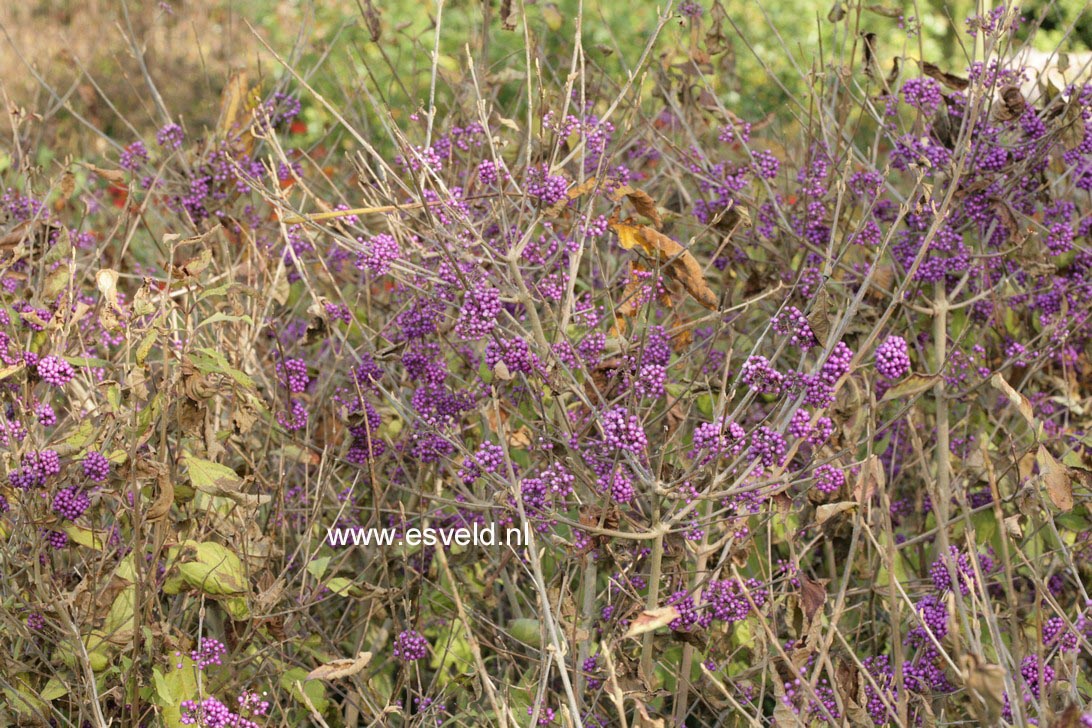 Callicarpa bodinieri 'Profusion'