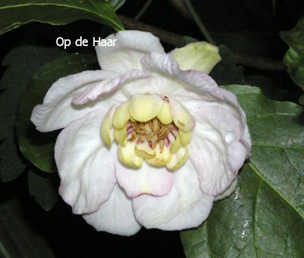 Calycanthus chinensis