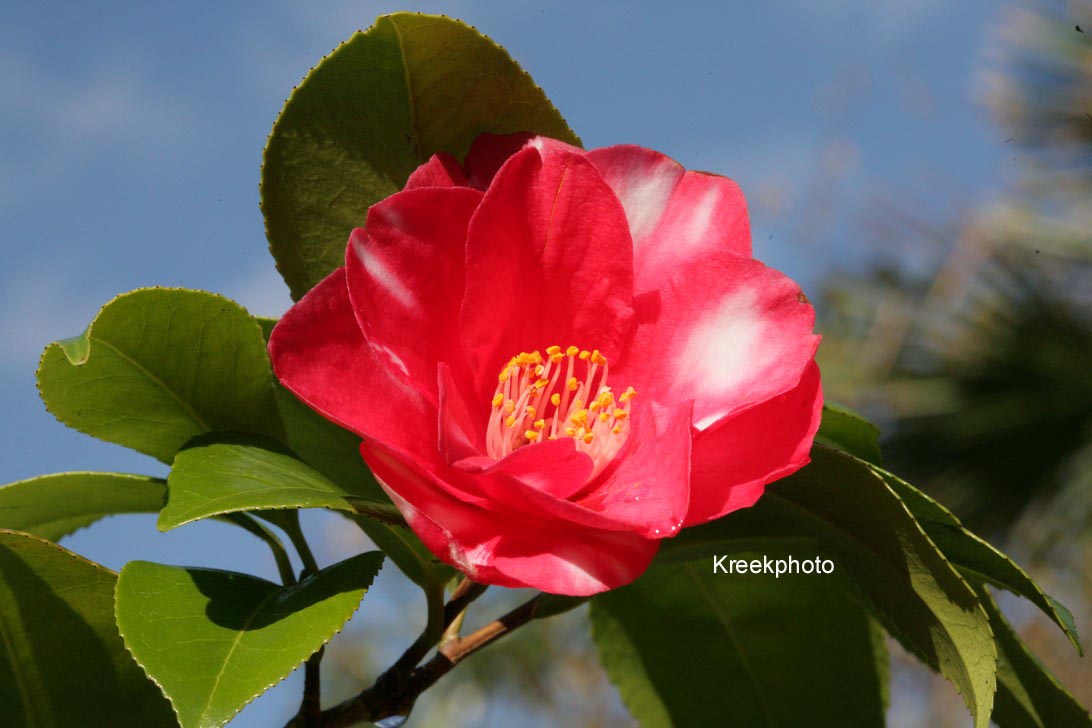 Camellia japonica