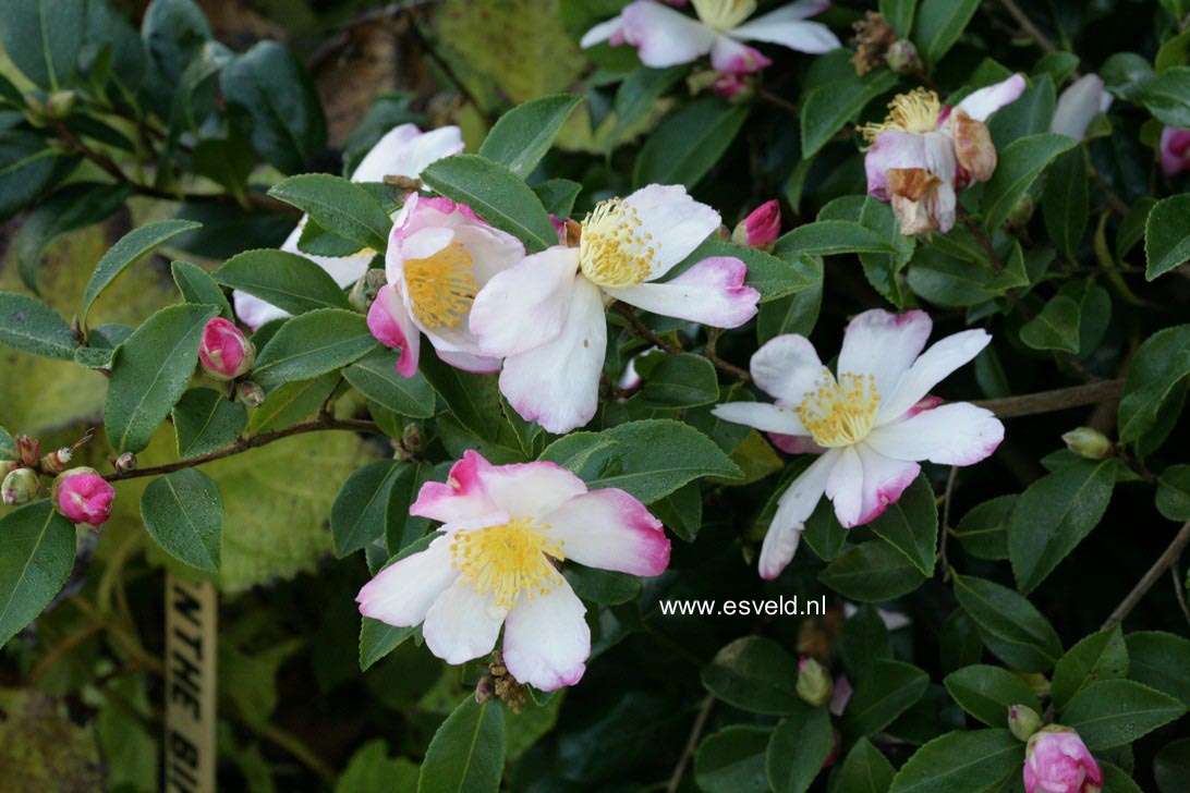 Camellia sasanqua 'Rainbow'