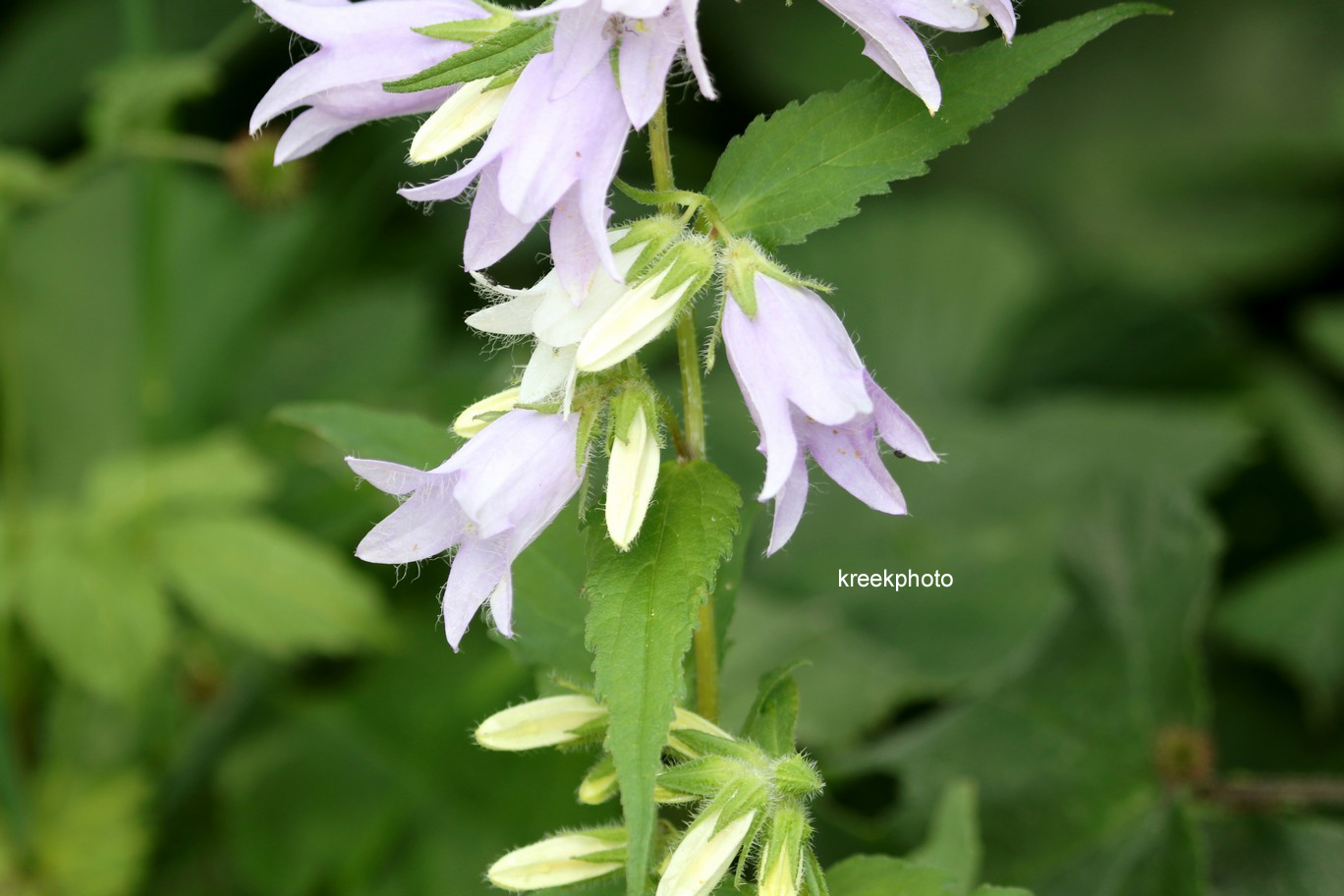Campanula rapunculoides