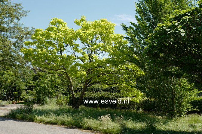Catalpa bignonioides 'Aurea'