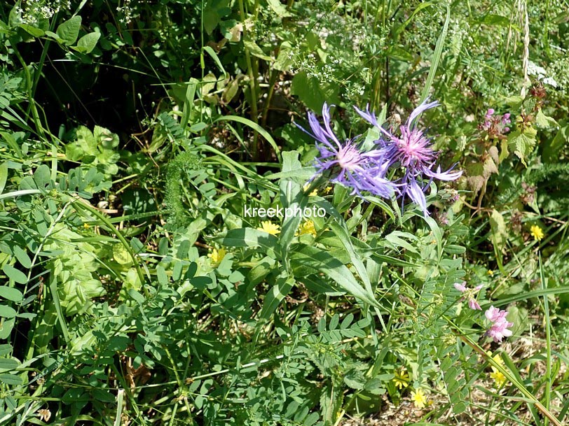 Centaurea montana