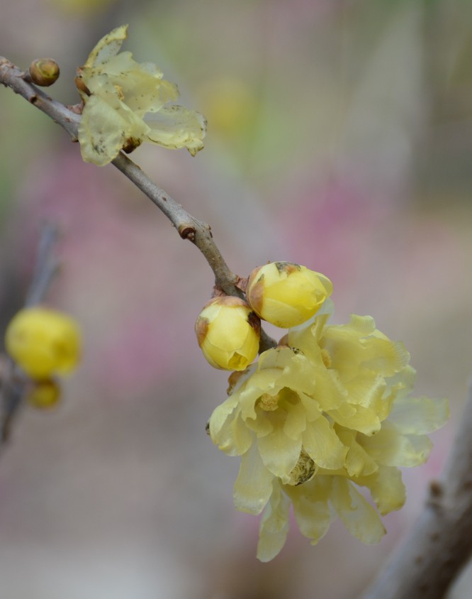 Chimonanthus praecox