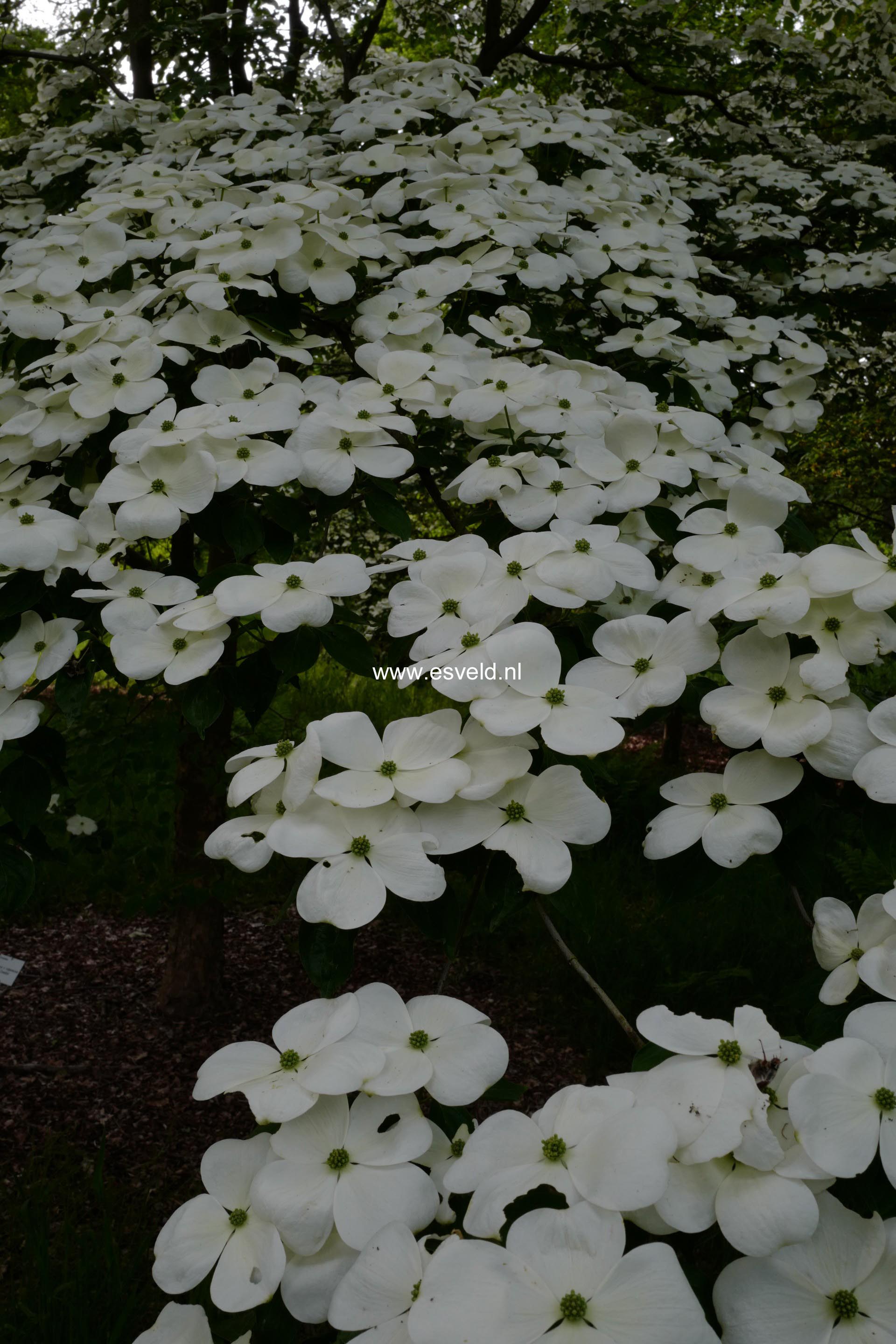 Cornus 'Rutdan' (CELESTIAL / GALAXY)