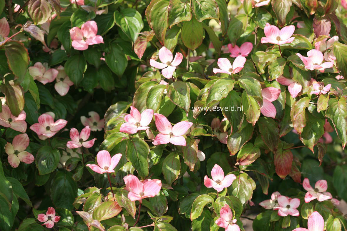 Cornus kousa 'Satomi'