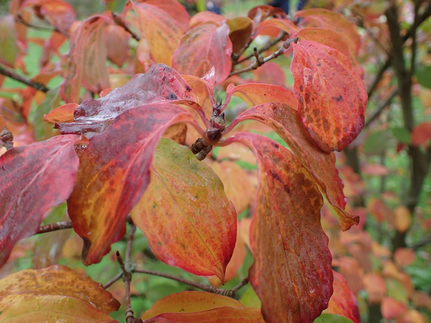 Cornus kousa 'Wieting's Select'