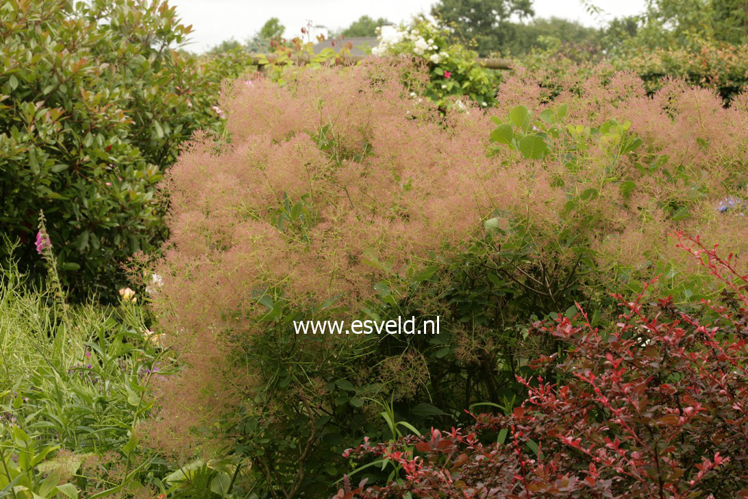 Cotinus coggygria 'Young Lady'