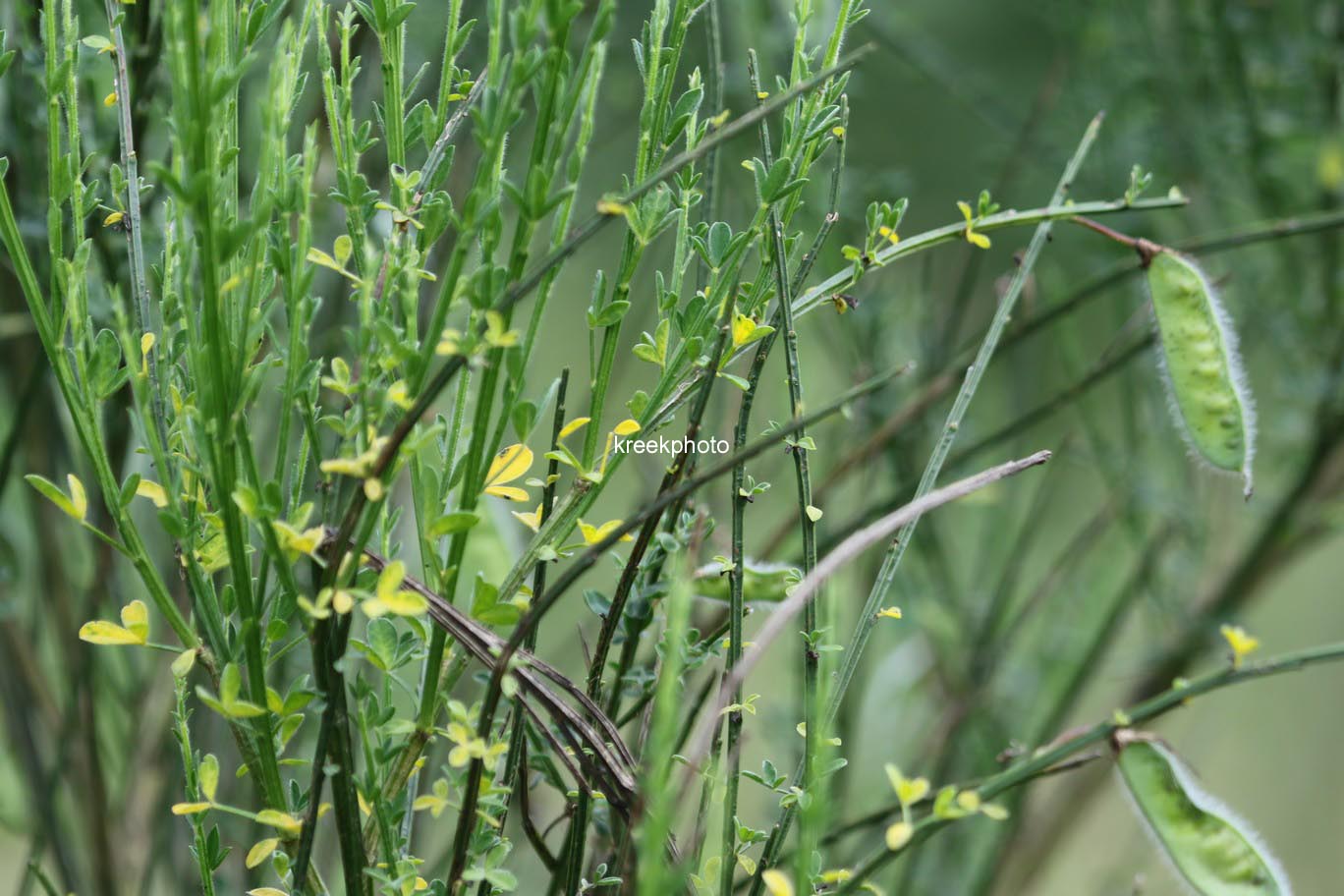 Cytisus scoparius