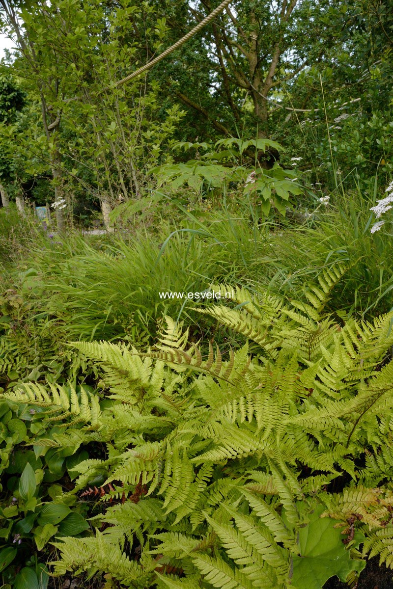 Dryopteris erythrosora