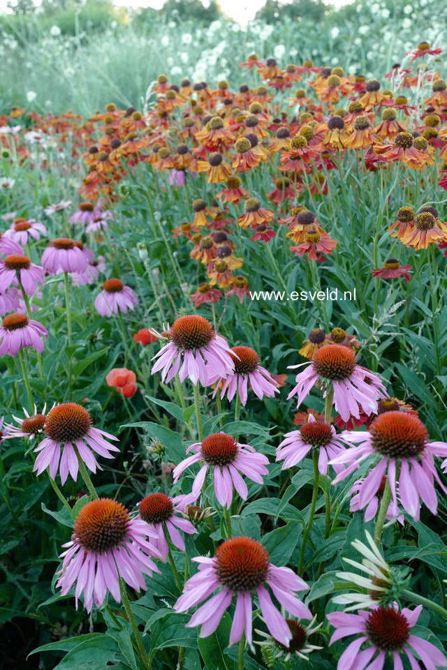 Echinacea purpurea
