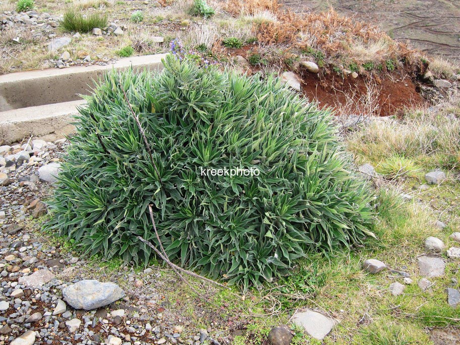 Echium vulgare