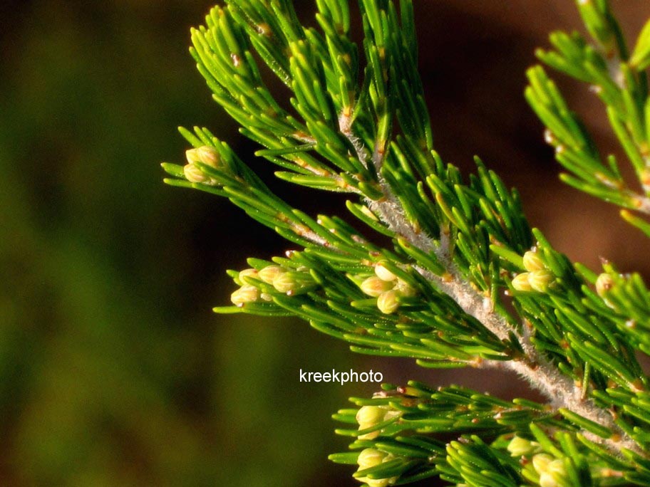 Erica arborea