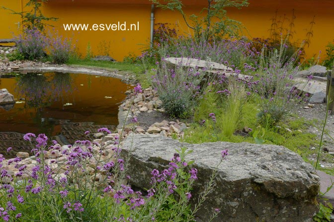 Erysimum 'Bowles Mauve'