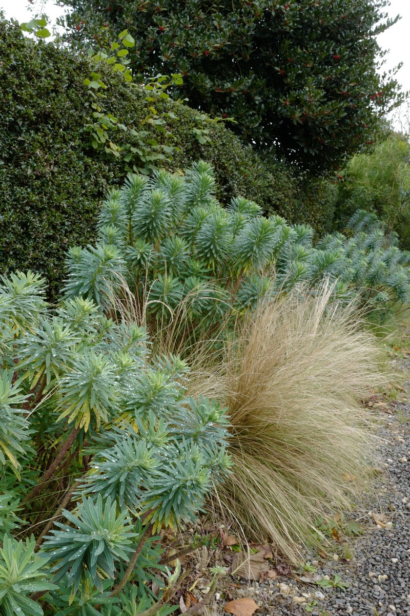Euphorbia characias