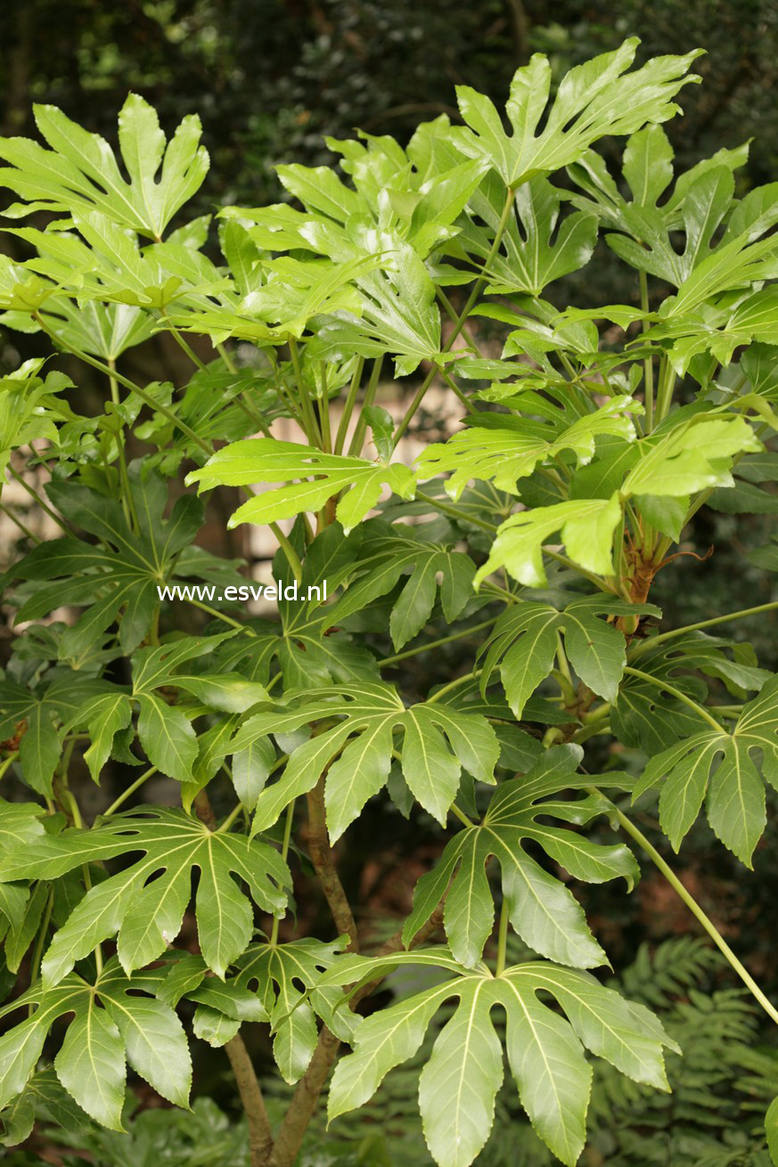 Fatsia japonica