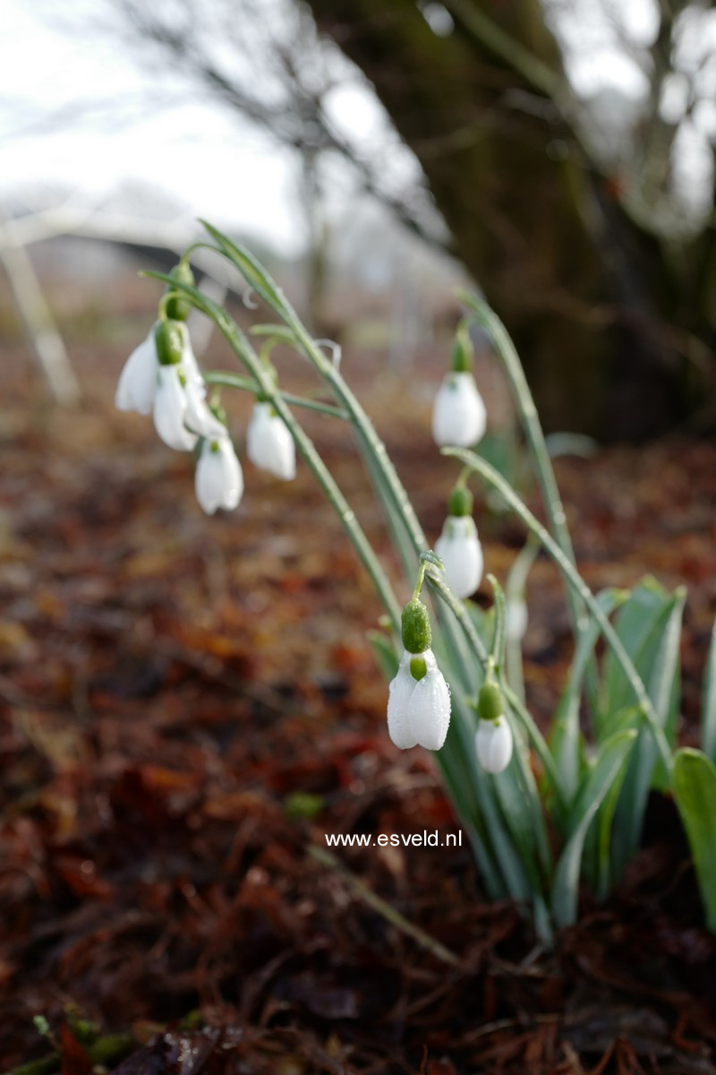 Galanthus nivalis