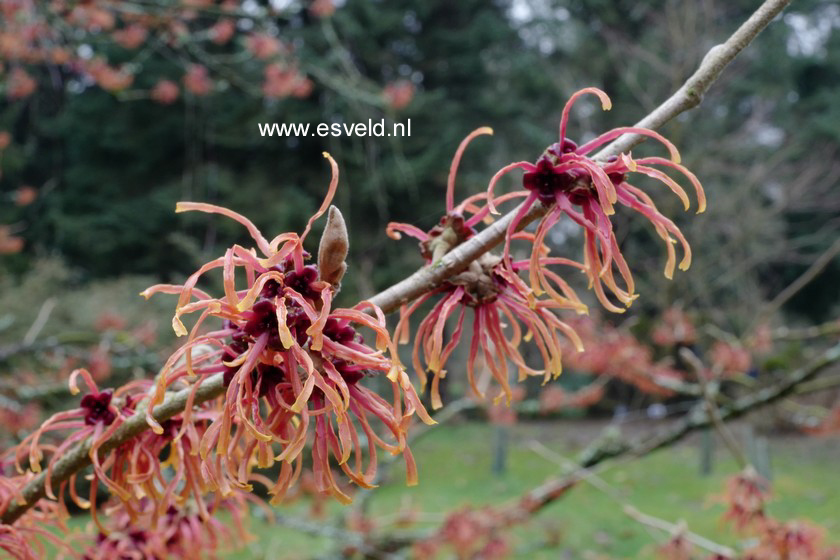 Hamamelis intermedia 'Jelena'