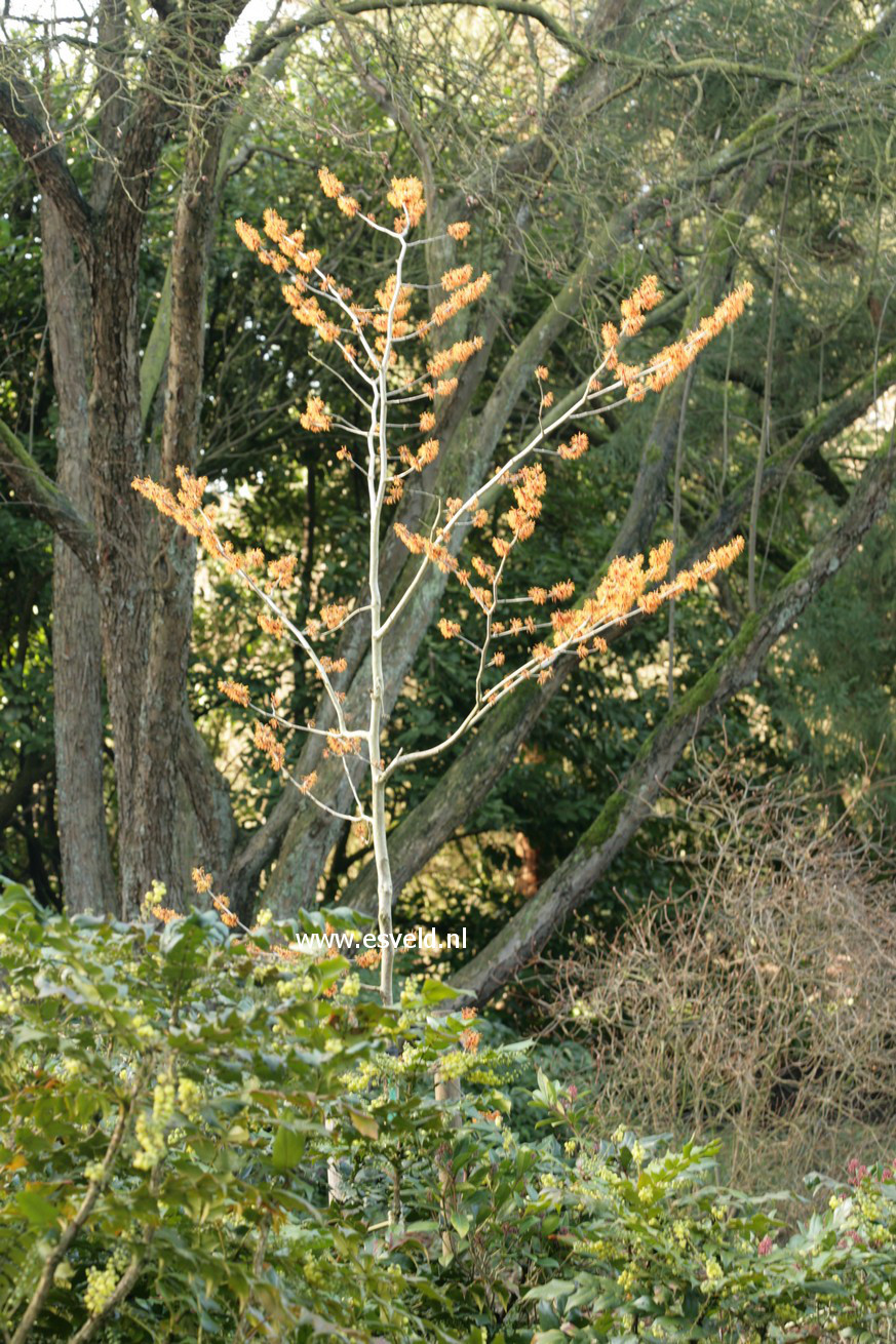 Hamamelis intermedia
