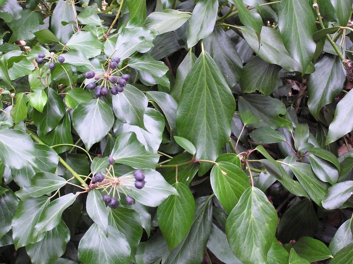 Hedera helix Arborescent Group