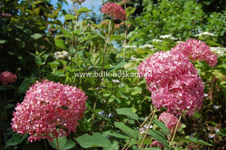 Hydrangea arborescens 'Ncha1' (INVINCIBELLE SPIRIT)