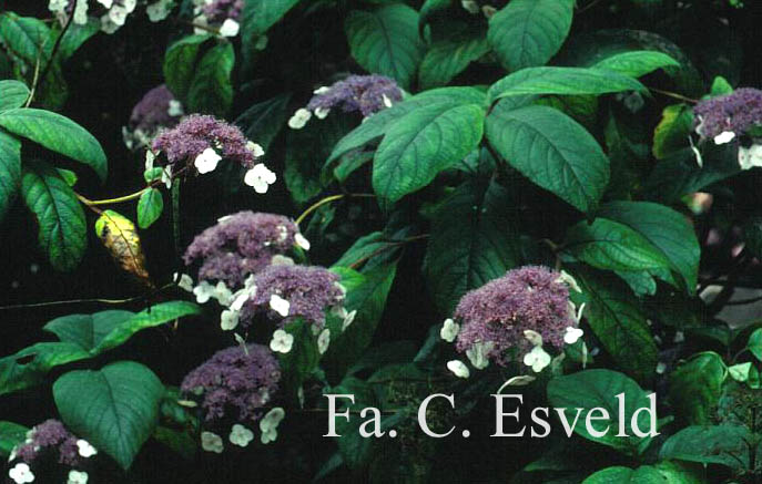 Hydrangea aspera strigosa