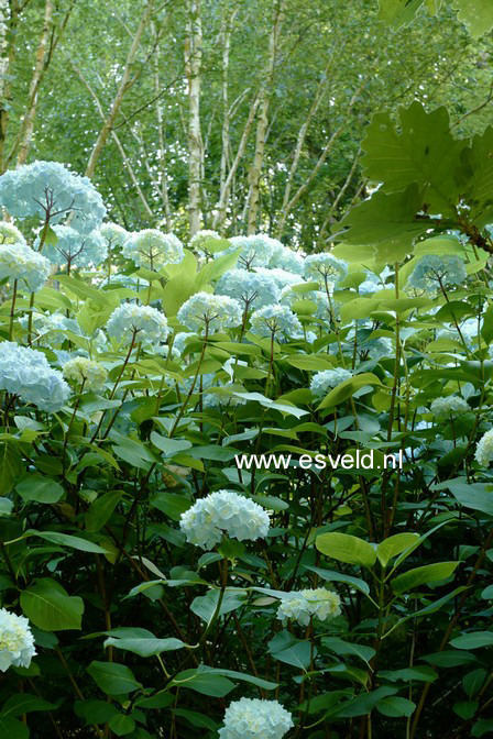 Hydrangea macrophylla 'Generale Vicomtesse de Vibraye'