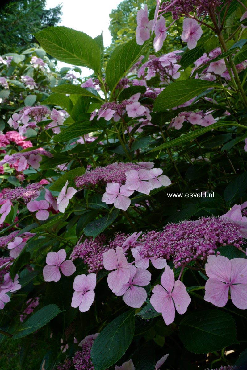 Hydrangea macrophylla 'Mariesii Perfecta'