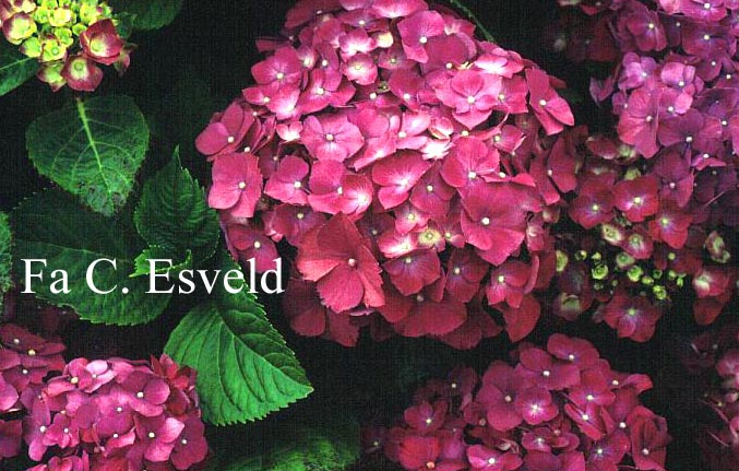 Hydrangea macrophylla 'Mme. G.J. Bier'