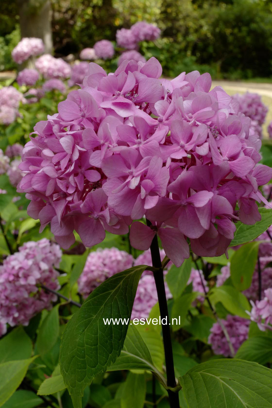 Hydrangea macrophylla 'Nigra'