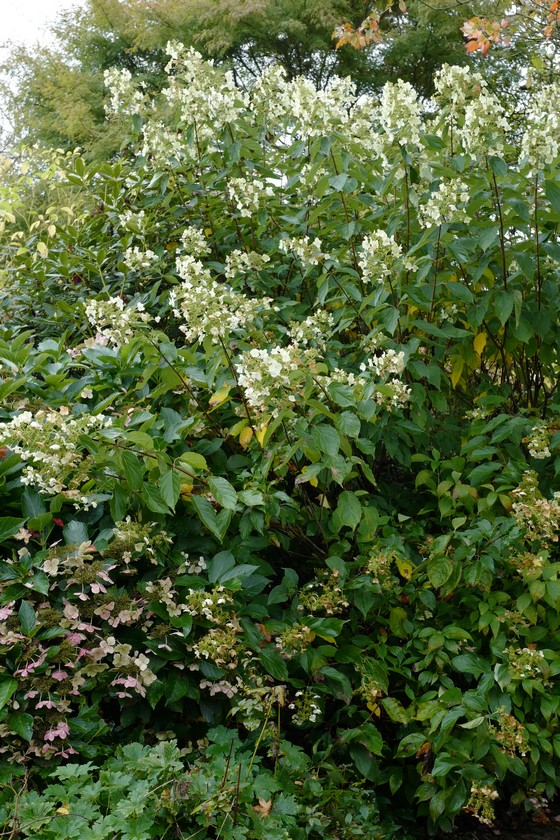 Hydrangea paniculata 'Tardiva'