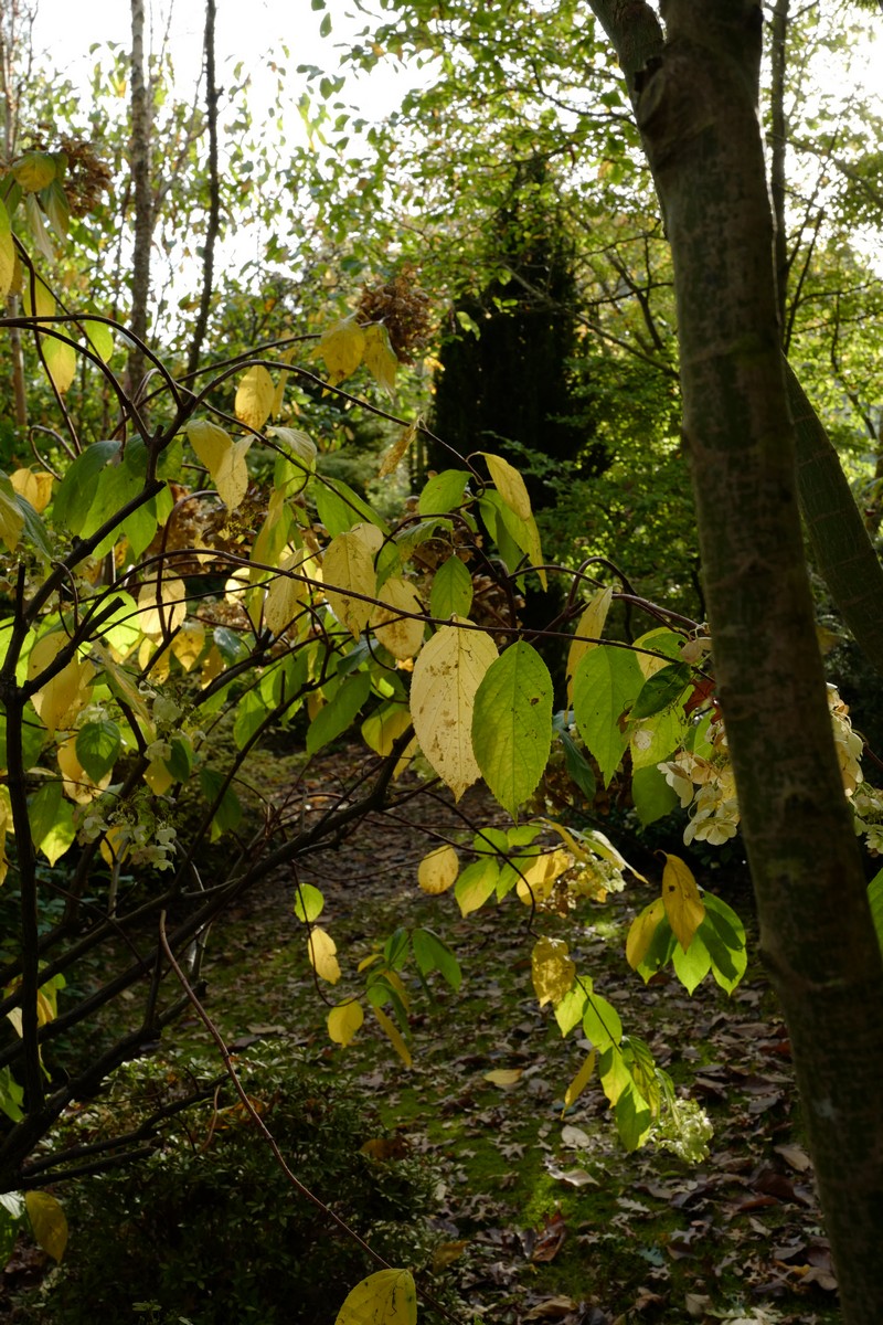 Hydrangea paniculata 'White Moth'