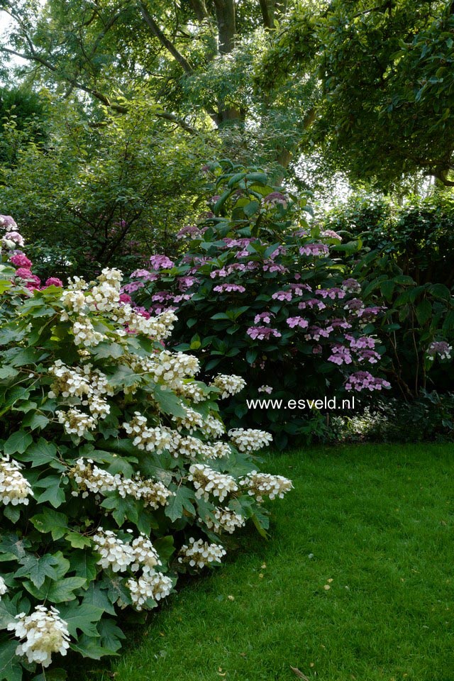 Hydrangea quercifolia 'Flemigea' (SNOWQUEEN)