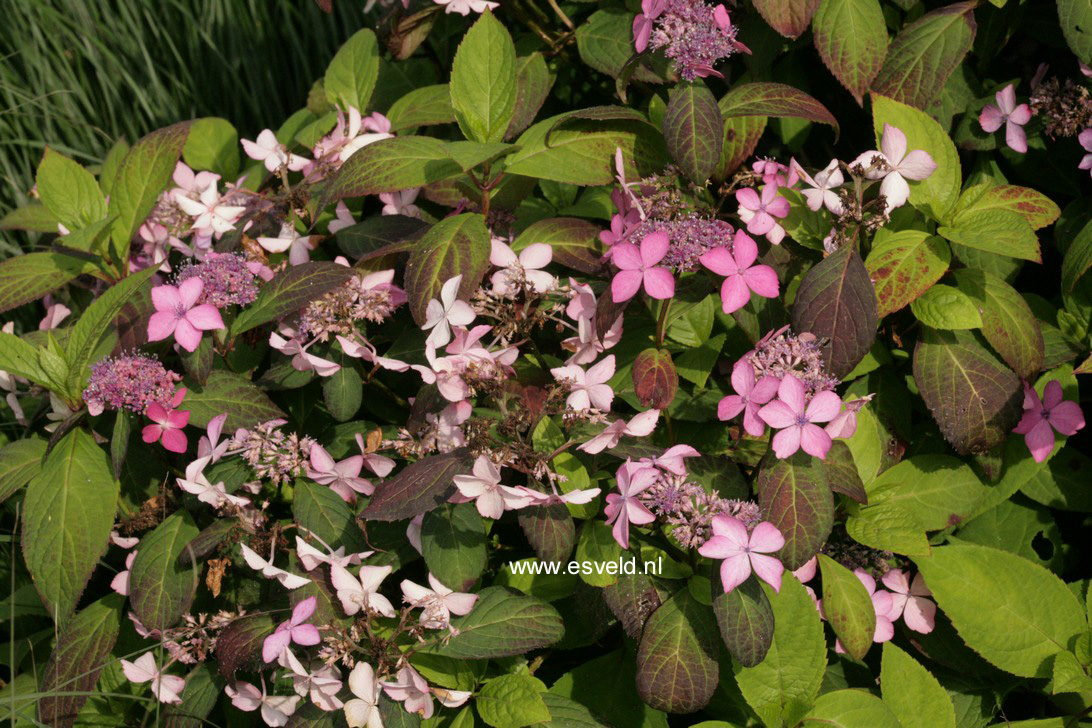 Hydrangea serrata 'Kuro-hime'