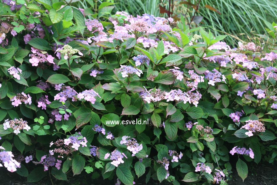 Hydrangea serrata 'Spreading Beauty'