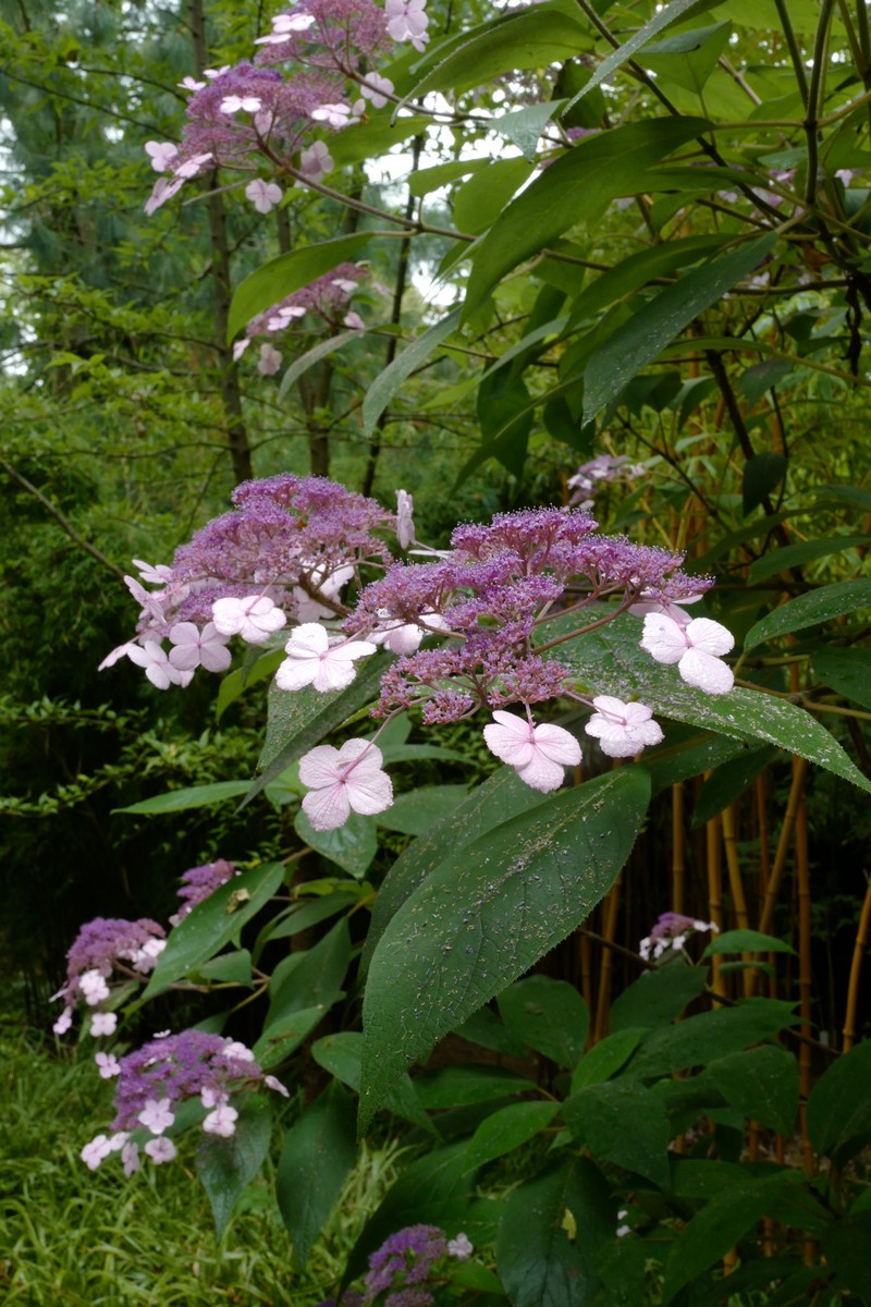 Hydrangea villosa