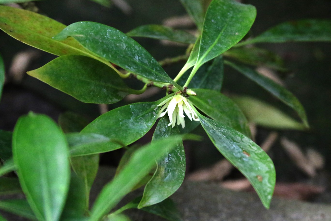 Illicium anisatum