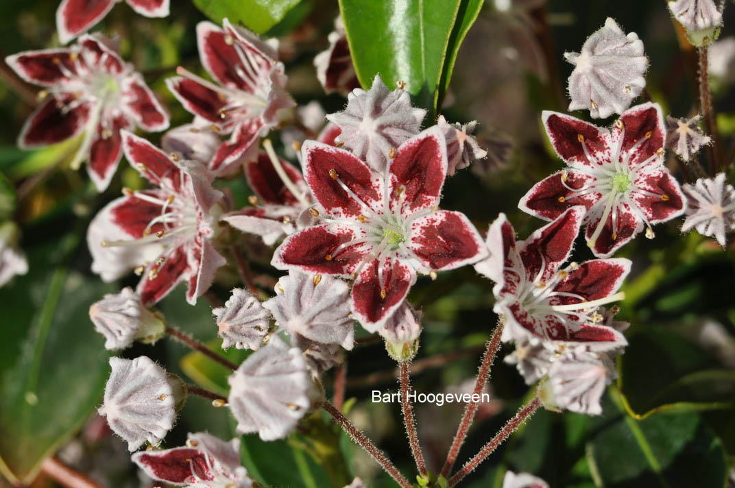 Kalmia latifolia 'Galaxy'