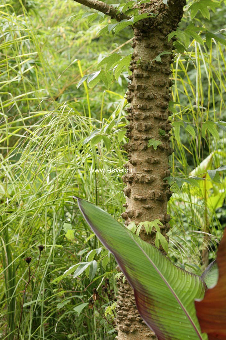 Kalopanax septemlobus