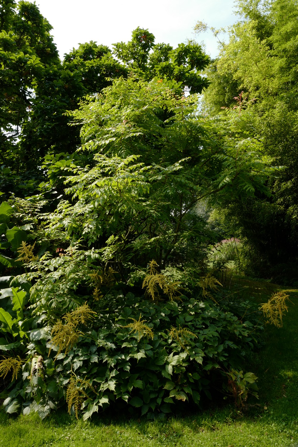 Koelreuteria paniculata 'Coral Sun'
