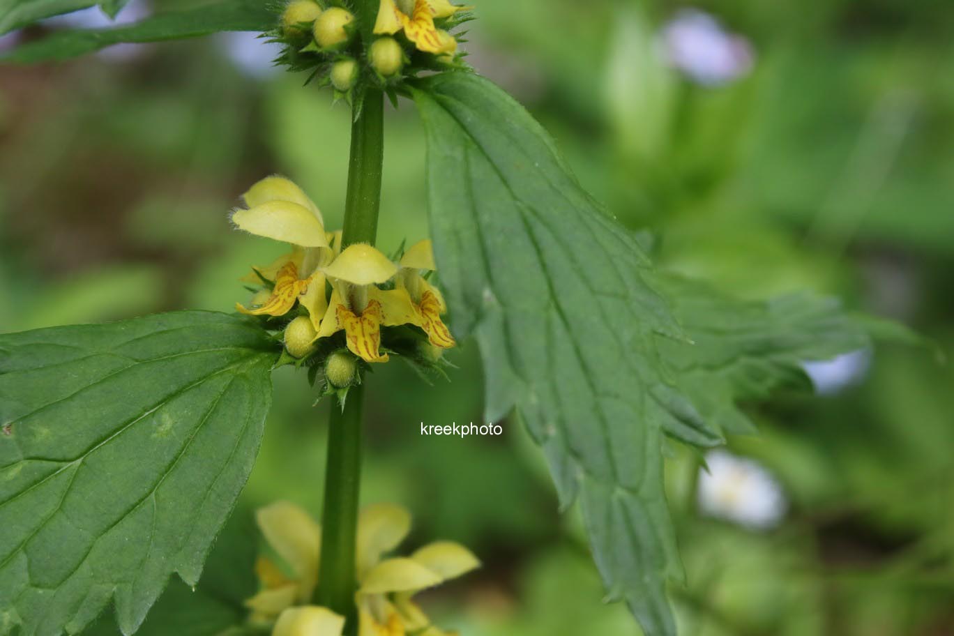 Lamiastrum galeobdolon